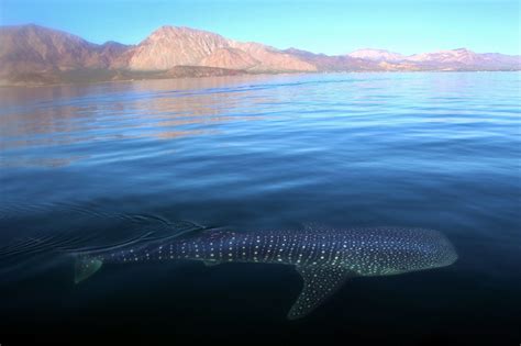 Swim with sharks off Midriff Island Golden Mountain provides the background as a whale shark ...