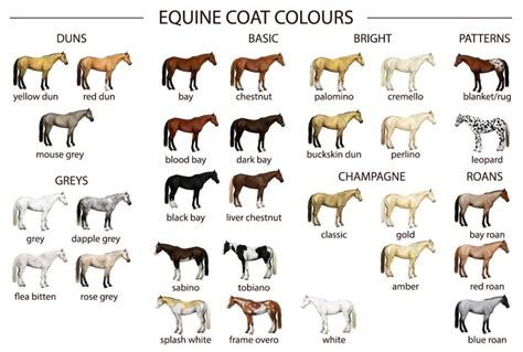 25+ Horse Coat Colors and Names (Common, Rare) | Levo League