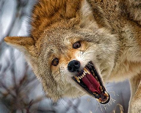 "Coyotes zombie", los animales que están causando pánico en Estados Unidos