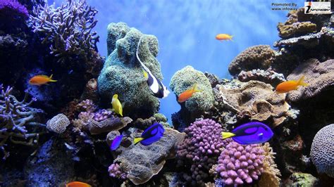 Underwater World | Underwater world, Underwater, Sea and ocean