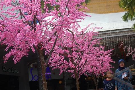 300 pohon sakura akan dikembangkan di Bantaeng - ANTARA News