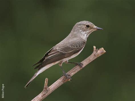 Spotted Flycatcher | KuwaitBirds.org