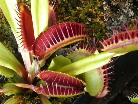 Plant Files: The Venus Flytrap