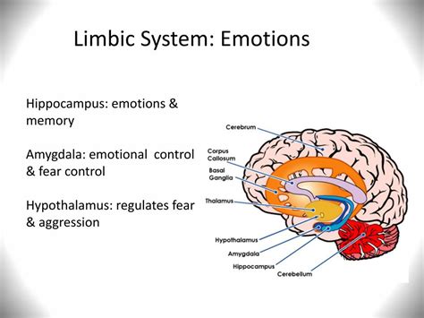 PPT - Emotional Intelligence Training Program for At-Risk Youth in High School PowerPoint ...