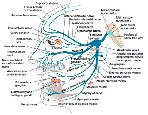 How to Learn the Branches of the Trigeminal Nerve with a Memory Palace ...