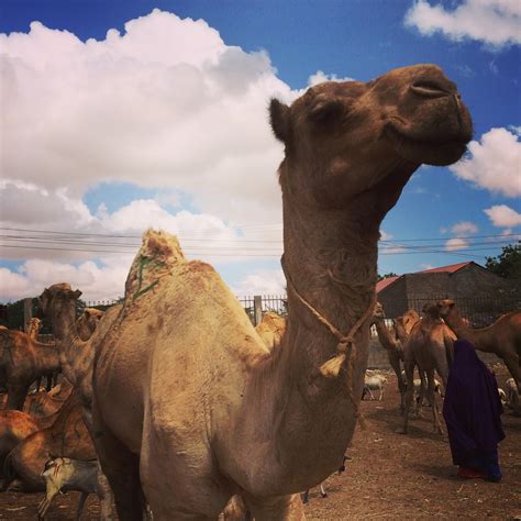 Mary Harper: Somali camels