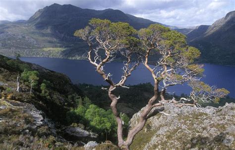 Beinn Eighe NNR - visiting the reserve leaflet | NatureScot