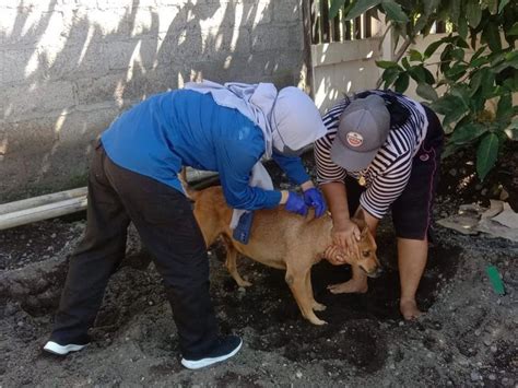 Minimalisir Risiko Rabies, Banyuwangi Vaksin Anjing dan Kucing di Wilayah Pinggiran