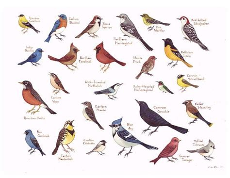 Identifying Wild Birds North Carolina - unique rare bird