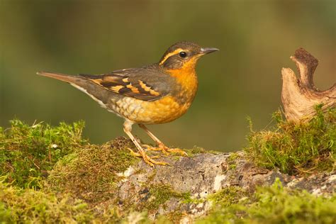 Varied Thrush | Female Varied Thrush. ixoreus naevius | Martin ...