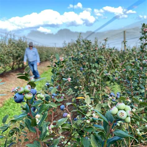 Blueberry Fields - New Brighton Farmers Market