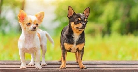 Chihuahua mix- A-Z Animals