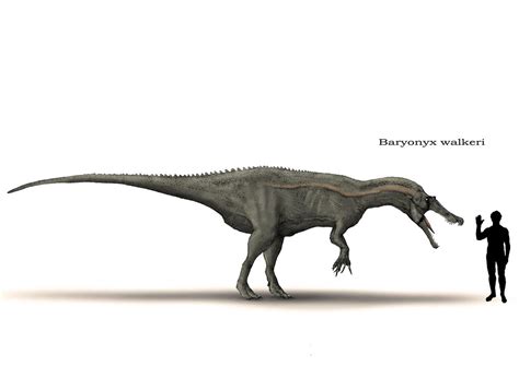 Baryonyx by Hyrotrioskjan on DeviantArt