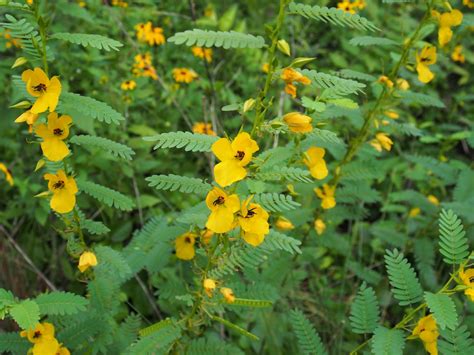 clay and limestone: Wildflower Wednesday: Partridge Pea makes a stand