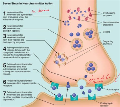 Neurotransmitter Synthesis