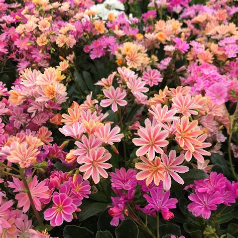 Lewisia cotyledon 'Rainbow' - Bitter Root (4.5" Pot) | Little Prince To Go