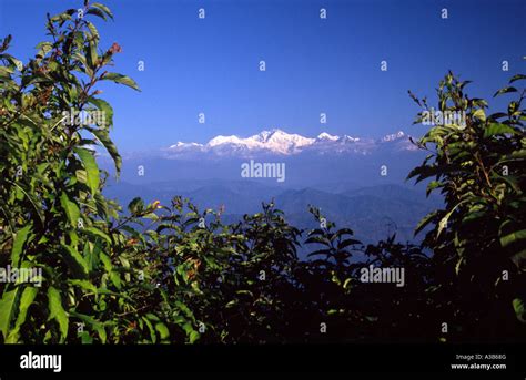 INDIA West Bengal Darjeeling Stock Photo - Alamy