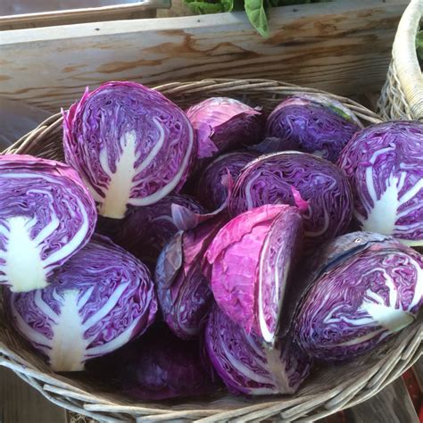 Purple Cabbage - WILD AT HEART OJAI