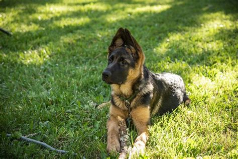 29+ German Shepherd Rescue Colorado - HeddaJoanne