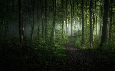 Green Leafed Trees , Nature, Landscape, Morning, Forest, Path • For You ...