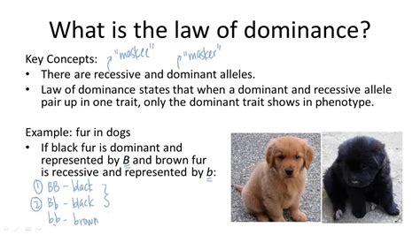 Law of Dominance - YouTube