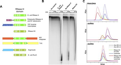 Crystal Structures of RNase H Bound to an RNA/DNA Hybrid: Substrate Specificity and Metal ...