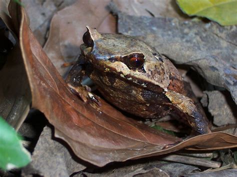 Gambar Katak – Meteor