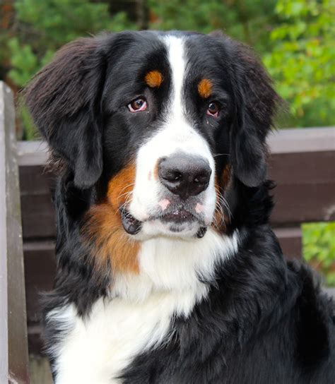 our Bernese Mountain dog "Laku" | Honden