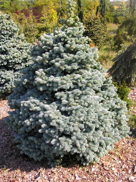 Montgomery Dwarf Blue Spruce | Katsura Gardens