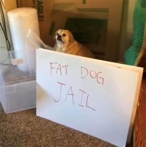 Fat Dog Jail - Meme - Shut Up And Take My Money