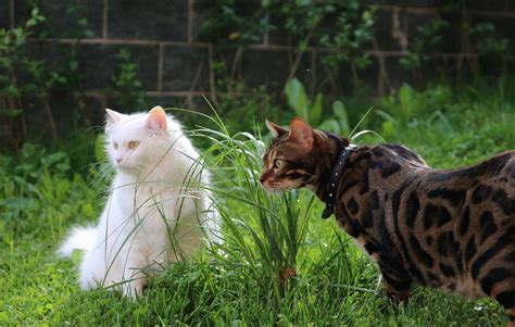 Are Bengal Cats Bigger Than Normal Cats? | Bengal Cat Republic