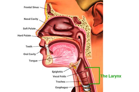 Best voice box (larynx) cancer specialist in ahmedabad, Gujarat