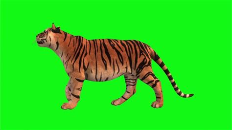 Tiger, Green Screen, Animal. Free Stock Video - Pixabay