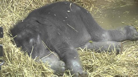 Baby Elephant Sleeping - YouTube