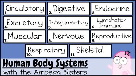 Amoeba Sisters Recap Nature Of Science Answer Key | GustavoGargiulo ...