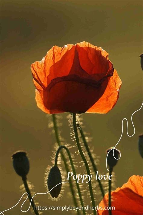 250 Captivating Poppy Quotes to Inspire - SimplyBeyondHerbs