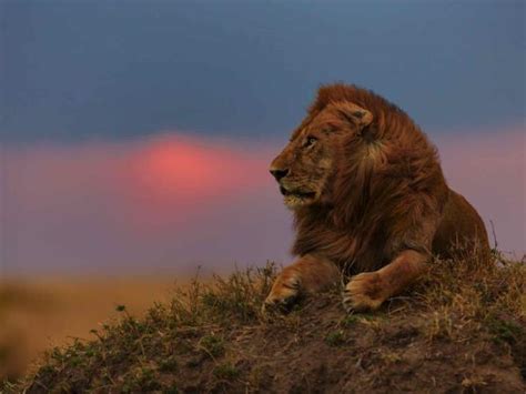 Kenya safari & beach tour | Responsible Travel