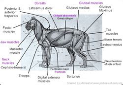 Tiger Anatomy - The Sumatran Tiger