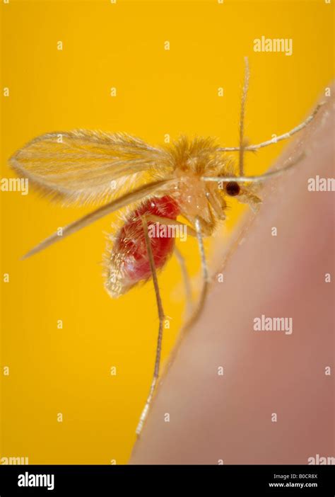 Phlebotomus papatasi sandfly Stock Photo - Alamy