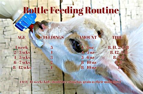 Boer Goat Bottle Feeding Chart