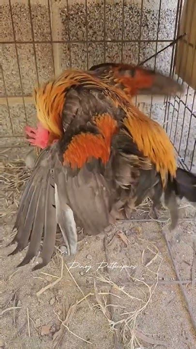 breeding bantam #miniature #bantam #rooster #youtubeshorts - YouTube