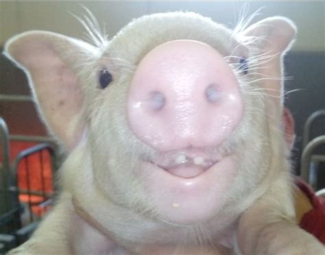 Create meme "the pig's face, pig, pig boar" - Pictures - Meme-arsenal.com