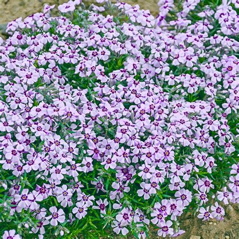 Eye Candy Carpet Phlox | Brecks Premium Bulbs