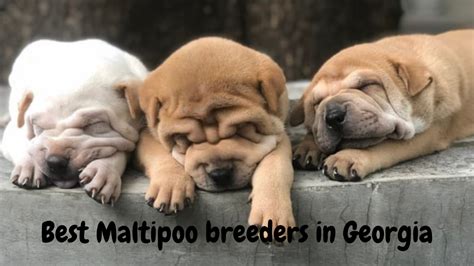 17 Best Maltipoo Breeders in Georgia - The Animal Nut