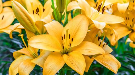 17 Different Types of Yellow Lily Cultivars