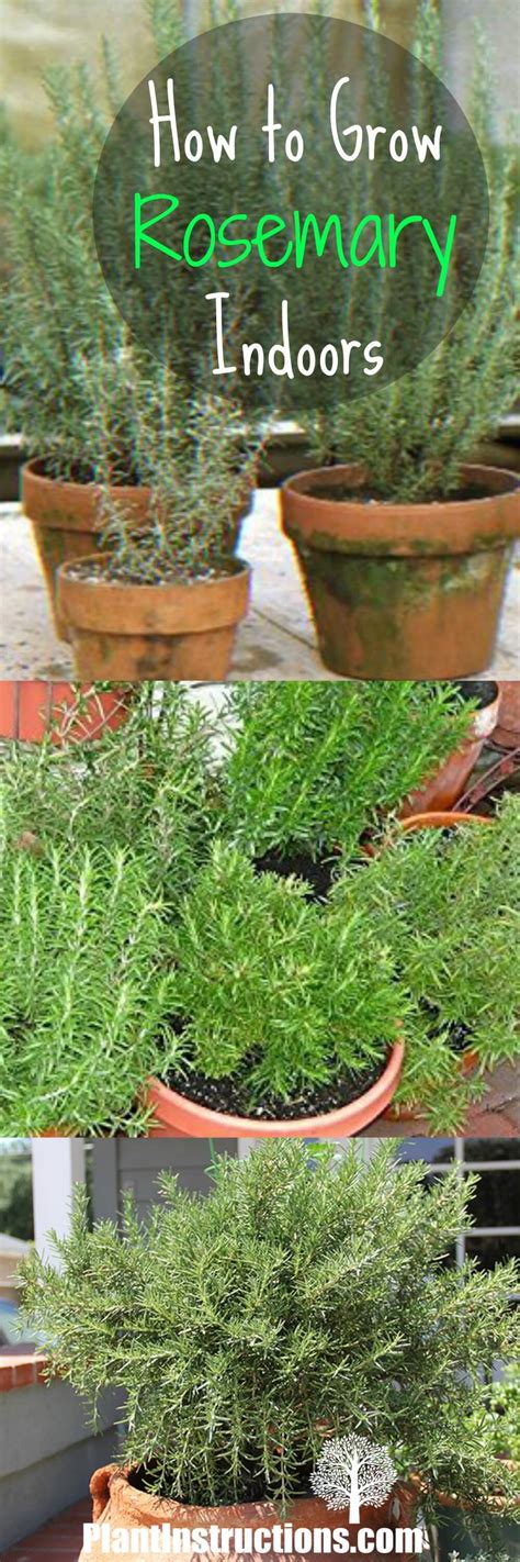 How to Grow Rosemary Indoors: Growing Rosemary Indoors - Plant Instructions