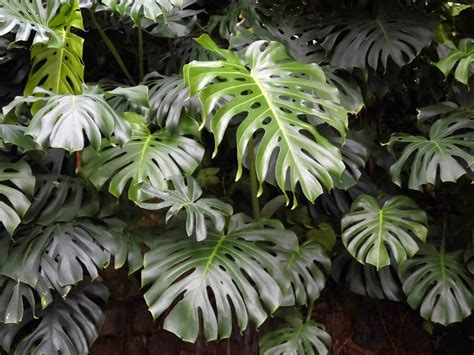 Monstera Deliciosa - Thegorbalsla