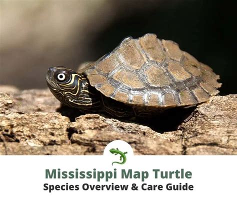 Mississippi Map Turtle: Species Overview & Care Guide | ReptileKnowHow