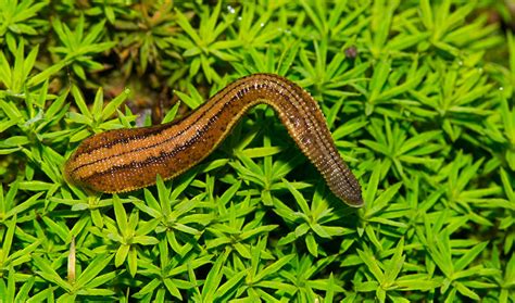 Leeches Reveal Biodiversity Treasure in China | Inside Science