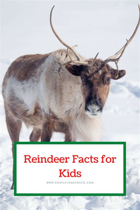 Reindeer Facts for Kids 2020 - Kids Play and Create | Reindeer facts ...